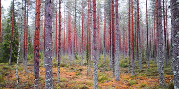 Tallskog i Öre